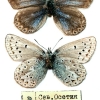 polyommatus eros female n ossetia